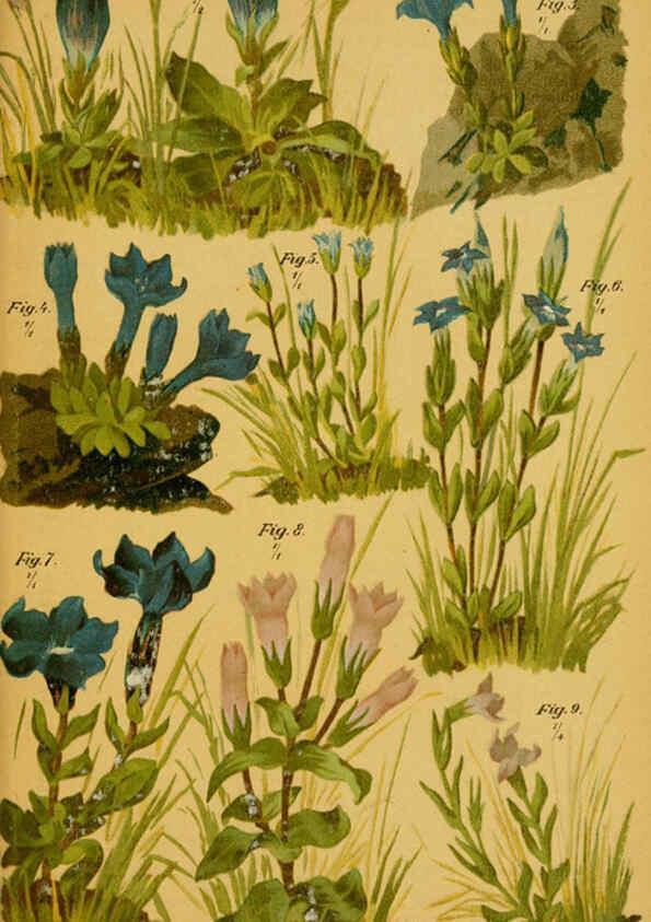 Reproducción/Reproduction 6358100927: Taschenflora des Alpen-Wanderers Zürich :A. Raustein,[1899?] 