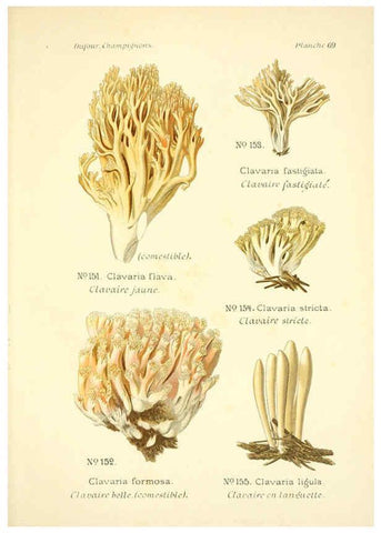 Reproducción/Reproduction 6358029833: Atlas des champignons comestibles et vénéneux Paris,P. Klincksieck,1891