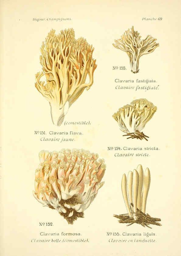 Reproducción/Reproduction 6358029833: Atlas des champignons comestibles et vénéneux Paris,P. Klincksieck,1891