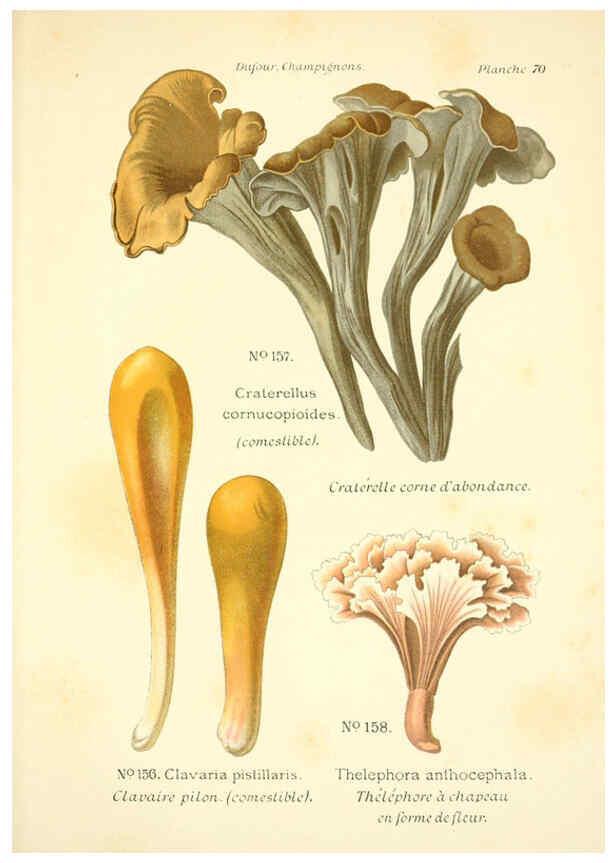 Reproducción/Reproduction 6358030029: Atlas des champignons comestibles et vénéneux Paris,P. Klincksieck,1891