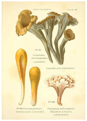 Reproducción/Reproduction 6358030029: Atlas des champignons comestibles et vénéneux Paris,P. Klincksieck,1891