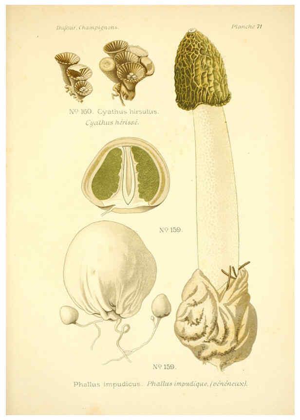 Reproducción/Reproduction 6358030325: Atlas des champignons comestibles et vénéneux Paris,P. Klincksieck,1891
