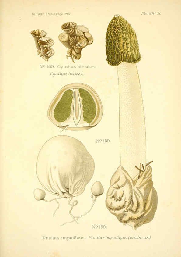 Reproducción/Reproduction 6358030325: Atlas des champignons comestibles et vénéneux Paris,P. Klincksieck,1891