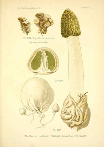 Reproducción/Reproduction 6358030325: Atlas des champignons comestibles et vénéneux Paris,P. Klincksieck,1891
