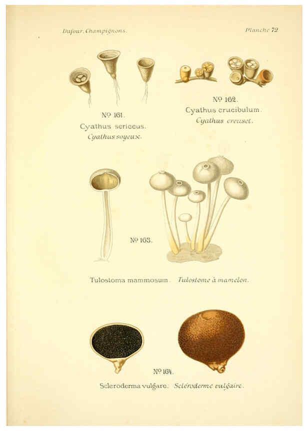 Reproducción/Reproduction 6358030609: Atlas des champignons comestibles et vénéneux Paris,P. Klincksieck,1891