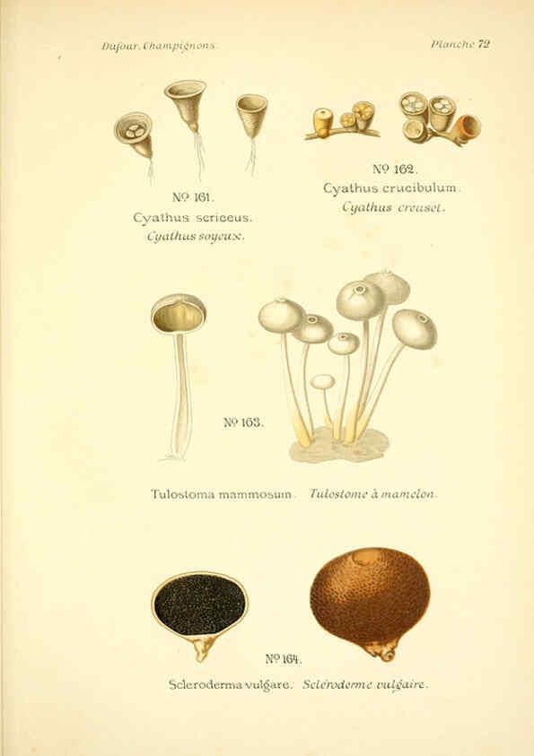 Reproducción/Reproduction 6358030609: Atlas des champignons comestibles et vénéneux Paris,P. Klincksieck,1891