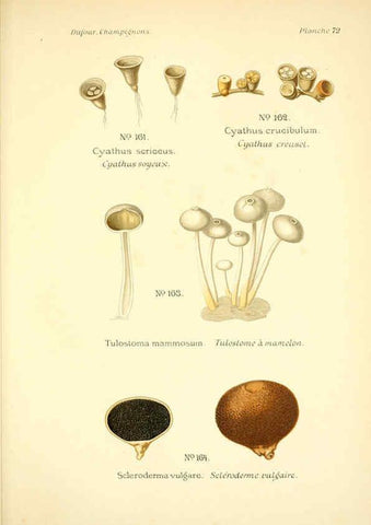 Reproducción/Reproduction 6358030609: Atlas des champignons comestibles et vénéneux Paris,P. Klincksieck,1891