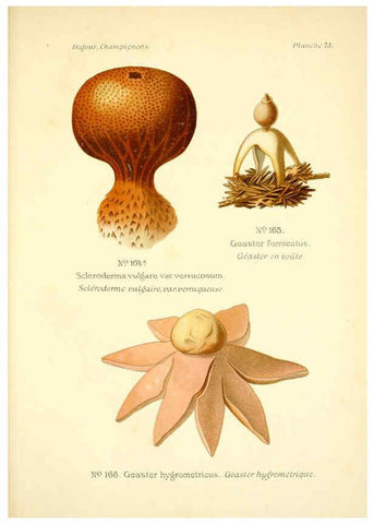 Reproducción/Reproduction 6358030903: Atlas des champignons comestibles et vénéneux Paris,P. Klincksieck,1891