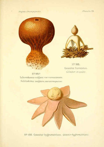 Reproducción/Reproduction 6358030903: Atlas des champignons comestibles et vénéneux Paris,P. Klincksieck,1891
