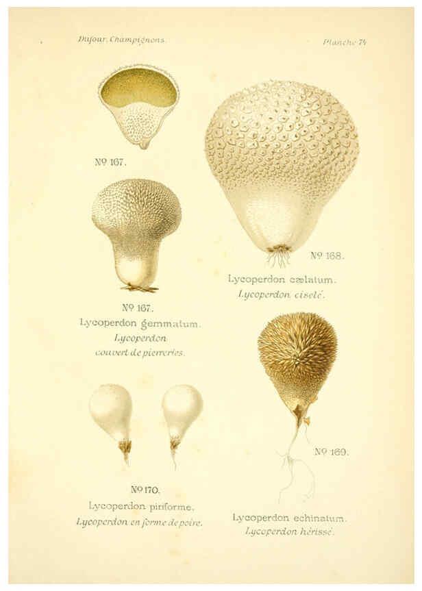 Reproducción/Reproduction 6358031159: Atlas des champignons comestibles et vénéneux Paris,P. Klincksieck,1891