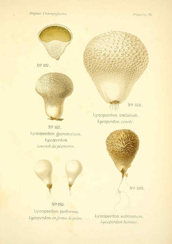 Reproducción/Reproduction 6358031159: Atlas des champignons comestibles et vénéneux Paris,P. Klincksieck,1891