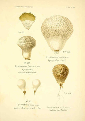Reproducción/Reproduction 6358031159: Atlas des champignons comestibles et vénéneux Paris,P. Klincksieck,1891
