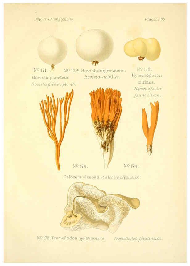 Reproducción/Reproduction 6358031493: Atlas des champignons comestibles et vénéneux Paris,P. Klincksieck,1891
