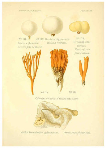 Reproducción/Reproduction 6358031493: Atlas des champignons comestibles et vénéneux Paris,P. Klincksieck,1891