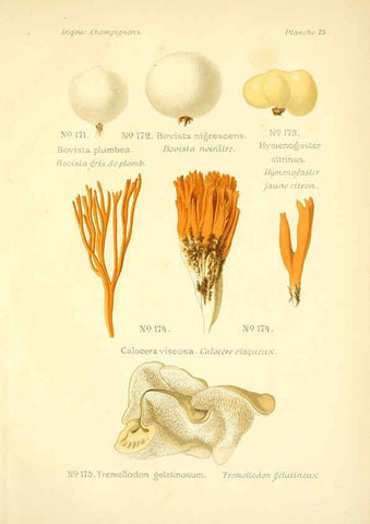 Reproducción/Reproduction 6358031493: Atlas des champignons comestibles et vénéneux Paris,P. Klincksieck,1891