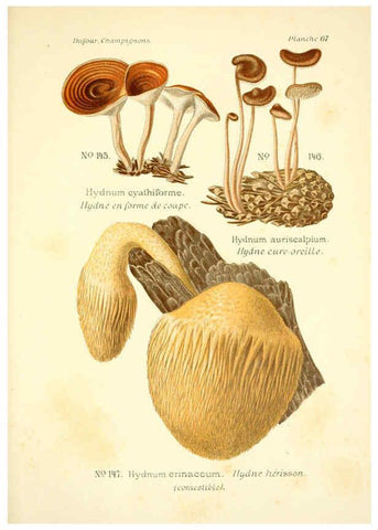 Reproducción/Reproduction 6358029365: Atlas des champignons comestibles et vénéneux Paris,P. Klincksieck,1891