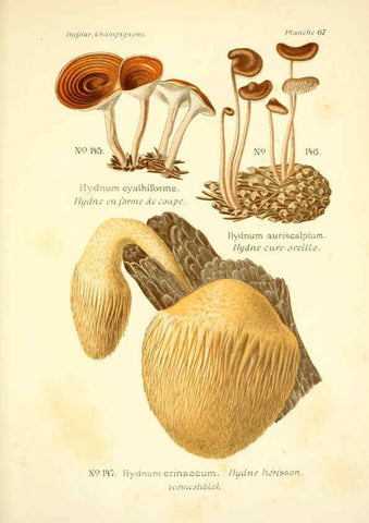 Reproducción/Reproduction 6358029365: Atlas des champignons comestibles et vénéneux Paris,P. Klincksieck,1891