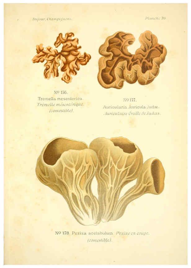 Reproducción/Reproduction 6358031815: Atlas des champignons comestibles et vénéneux Paris,P. Klincksieck,1891