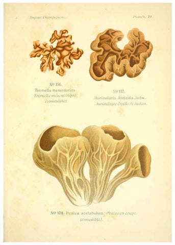Reproducción/Reproduction 6358031815: Atlas des champignons comestibles et vénéneux Paris,P. Klincksieck,1891