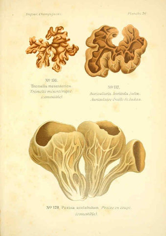 Reproducción/Reproduction 6358031815: Atlas des champignons comestibles et vénéneux Paris,P. Klincksieck,1891