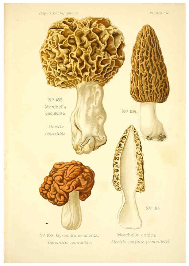 Reproducción/Reproduction 6358032311: Atlas des champignons comestibles et vénéneux Paris,P. Klincksieck,1891