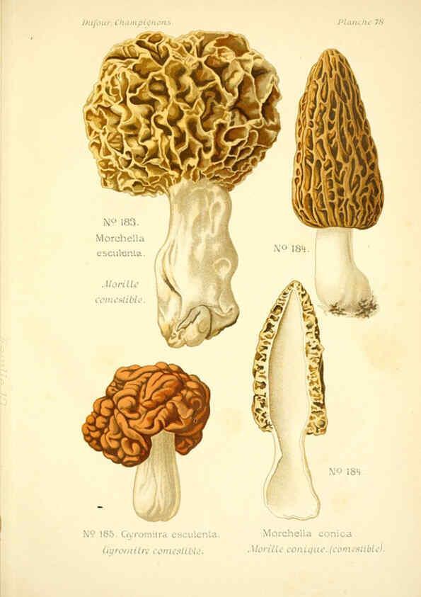 Reproducción/Reproduction 6358032311: Atlas des champignons comestibles et vénéneux Paris,P. Klincksieck,1891