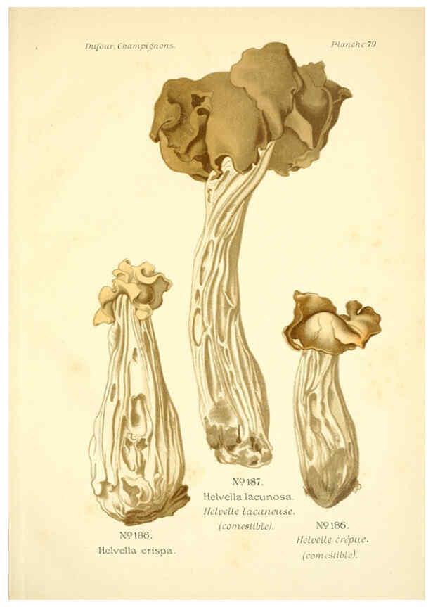 Reproducción/Reproduction 6358032517: Atlas des champignons comestibles et vénéneux Paris,P. Klincksieck,1891
