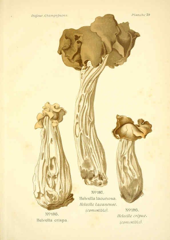 Reproducción/Reproduction 6358032517: Atlas des champignons comestibles et vénéneux Paris,P. Klincksieck,1891