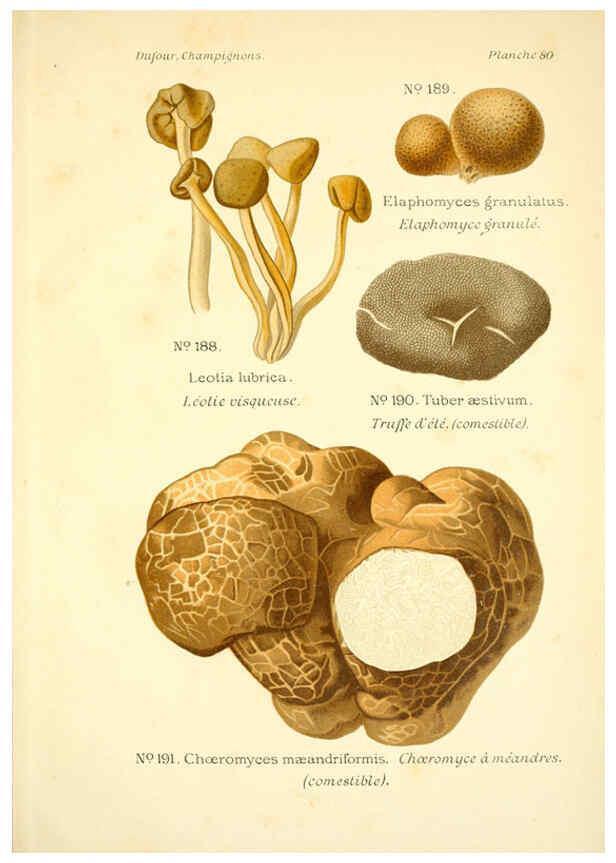 Reproducción/Reproduction 6358032821: Atlas des champignons comestibles et vénéneux Paris,P. Klincksieck,1891