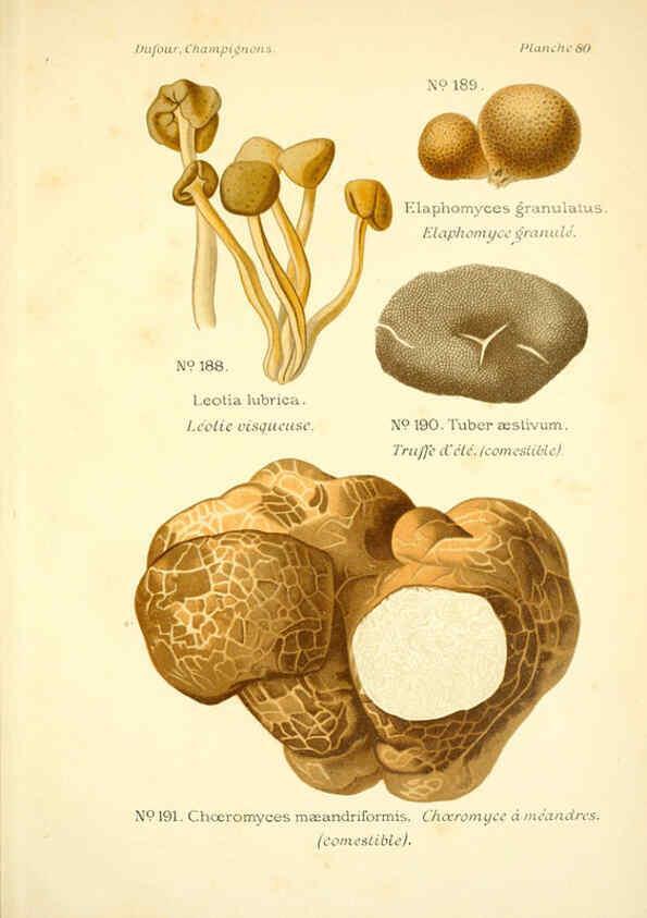 Reproducción/Reproduction 6358032821: Atlas des champignons comestibles et vénéneux Paris,P. Klincksieck,1891