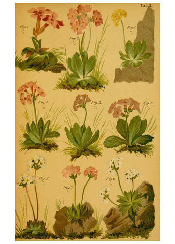 Reproducción/Reproduction 6358099775: Taschenflora des Alpen-Wanderers Zürich :A. Raustein,[1899?] 