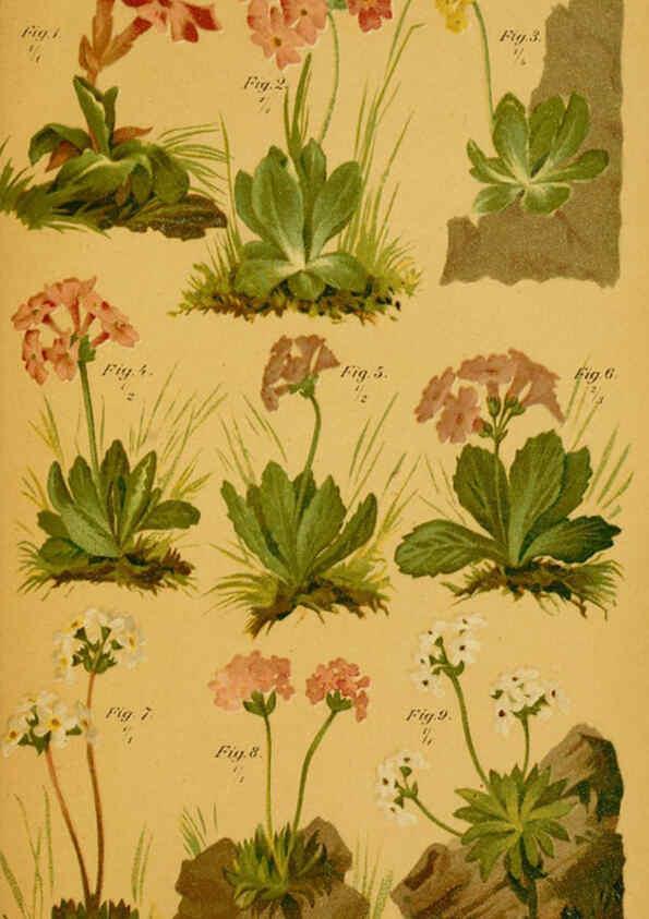 Reproducción/Reproduction 6358099775: Taschenflora des Alpen-Wanderers Zürich :A. Raustein,[1899?] 