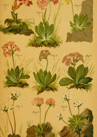 Reproducción/Reproduction 6358099775: Taschenflora des Alpen-Wanderers Zürich :A. Raustein,[1899?] 