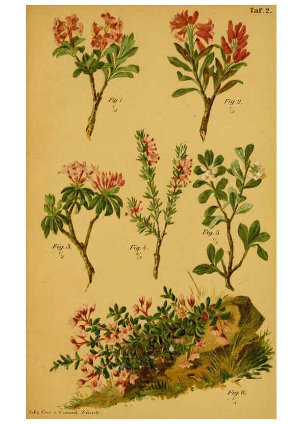 Reproducción/Reproduction 6358099989: Taschenflora des Alpen-Wanderers Zürich :A. Raustein,[1899?] 
