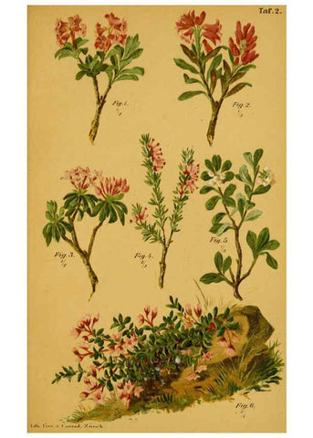 Reproducción/Reproduction 6358099989: Taschenflora des Alpen-Wanderers Zürich :A. Raustein,[1899?] 