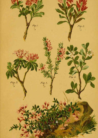 Reproducción/Reproduction 6358099989: Taschenflora des Alpen-Wanderers Zürich :A. Raustein,[1899?] 