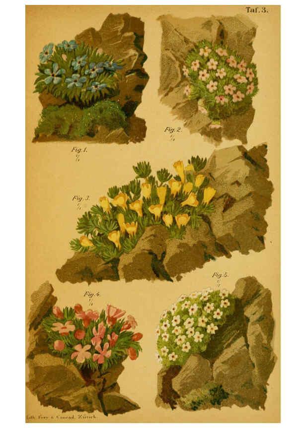 Reproducción/Reproduction 6358100351: Taschenflora des Alpen-Wanderers Zürich :A. Raustein,[1899?] 