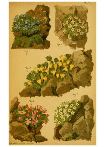 Reproducción/Reproduction 6358100351: Taschenflora des Alpen-Wanderers Zürich :A. Raustein,[1899?] 