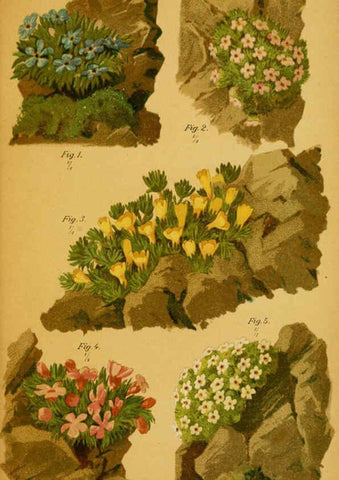 Reproducción/Reproduction 6358100351: Taschenflora des Alpen-Wanderers Zürich :A. Raustein,[1899?] 