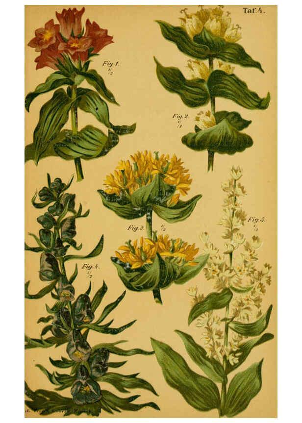 Reproducción/Reproduction 6358100679: Taschenflora des Alpen-Wanderers Zürich :A. Raustein,[1899?] 