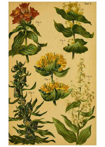 Reproducción/Reproduction 6358100679: Taschenflora des Alpen-Wanderers Zürich :A. Raustein,[1899?] 