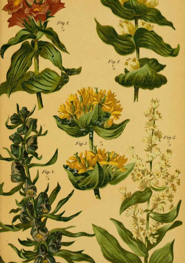 Reproducción/Reproduction 6358100679: Taschenflora des Alpen-Wanderers Zürich :A. Raustein,[1899?] 