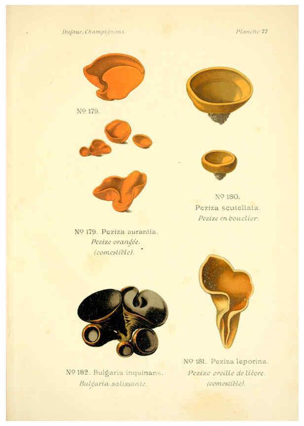 Reproducción/Reproduction 6358032085: Atlas des champignons comestibles et vénéneux Paris,P. Klincksieck,1891