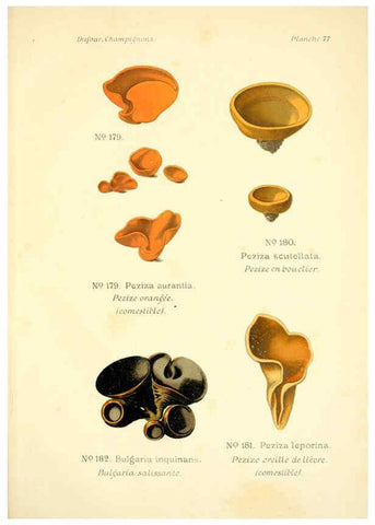 Reproducción/Reproduction 6358032085: Atlas des champignons comestibles et vénéneux Paris,P. Klincksieck,1891