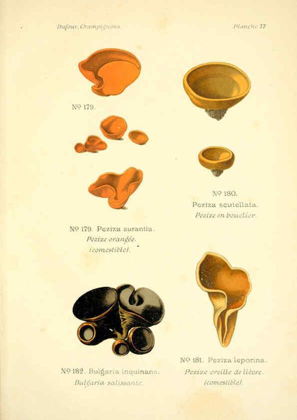 Reproducción/Reproduction 6358032085: Atlas des champignons comestibles et vénéneux Paris,P. Klincksieck,1891