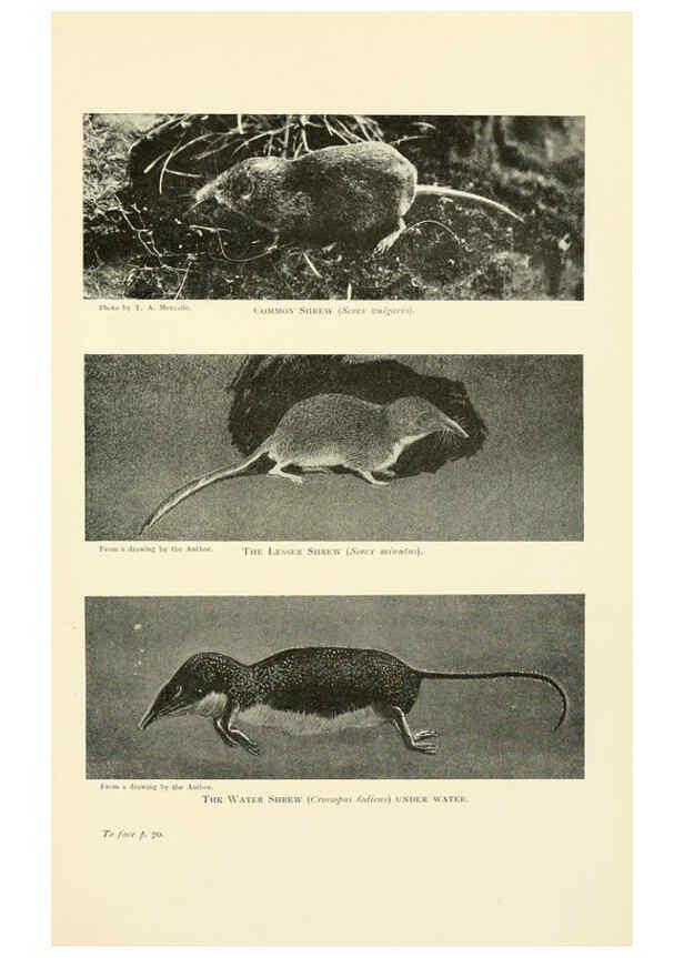 Reproducción/Reproduction 6358179325: British mammals...by Sir Harry Johnston. London,Hutchinson,1903