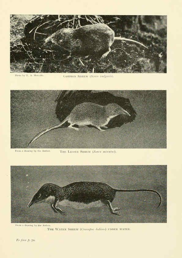 Reproducción/Reproduction 6358179325: British mammals...by Sir Harry Johnston. London,Hutchinson,1903