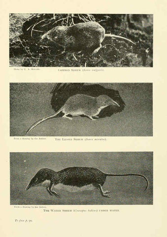 Reproducción/Reproduction 6358179325: British mammals...by Sir Harry Johnston. London,Hutchinson,1903