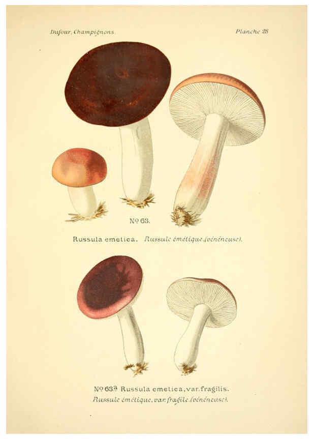 Reproducción/Reproduction 6358019317: Atlas des champignons comestibles et vénéneux Paris,P. Klincksieck,1891
