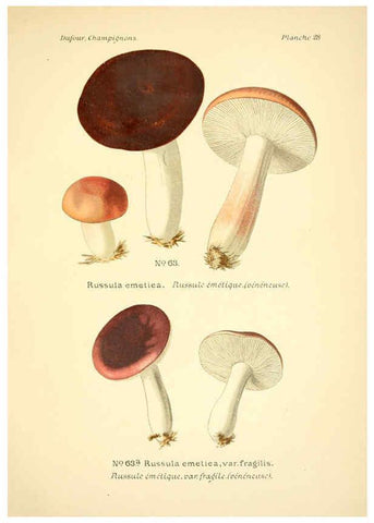 Reproducción/Reproduction 6358019317: Atlas des champignons comestibles et vénéneux Paris,P. Klincksieck,1891